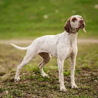 Braque de Bourbonais